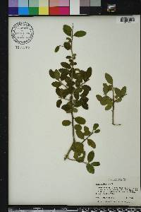 Ilex vomitoria image