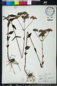 Eupatorium pilosum image