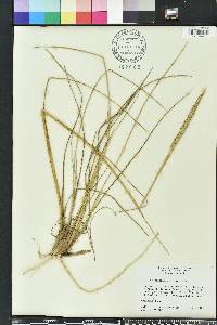 Spartina spartinae image