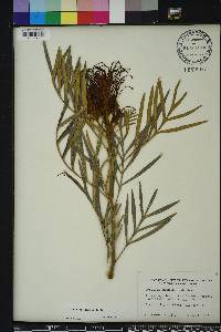 Grevillea banksii image