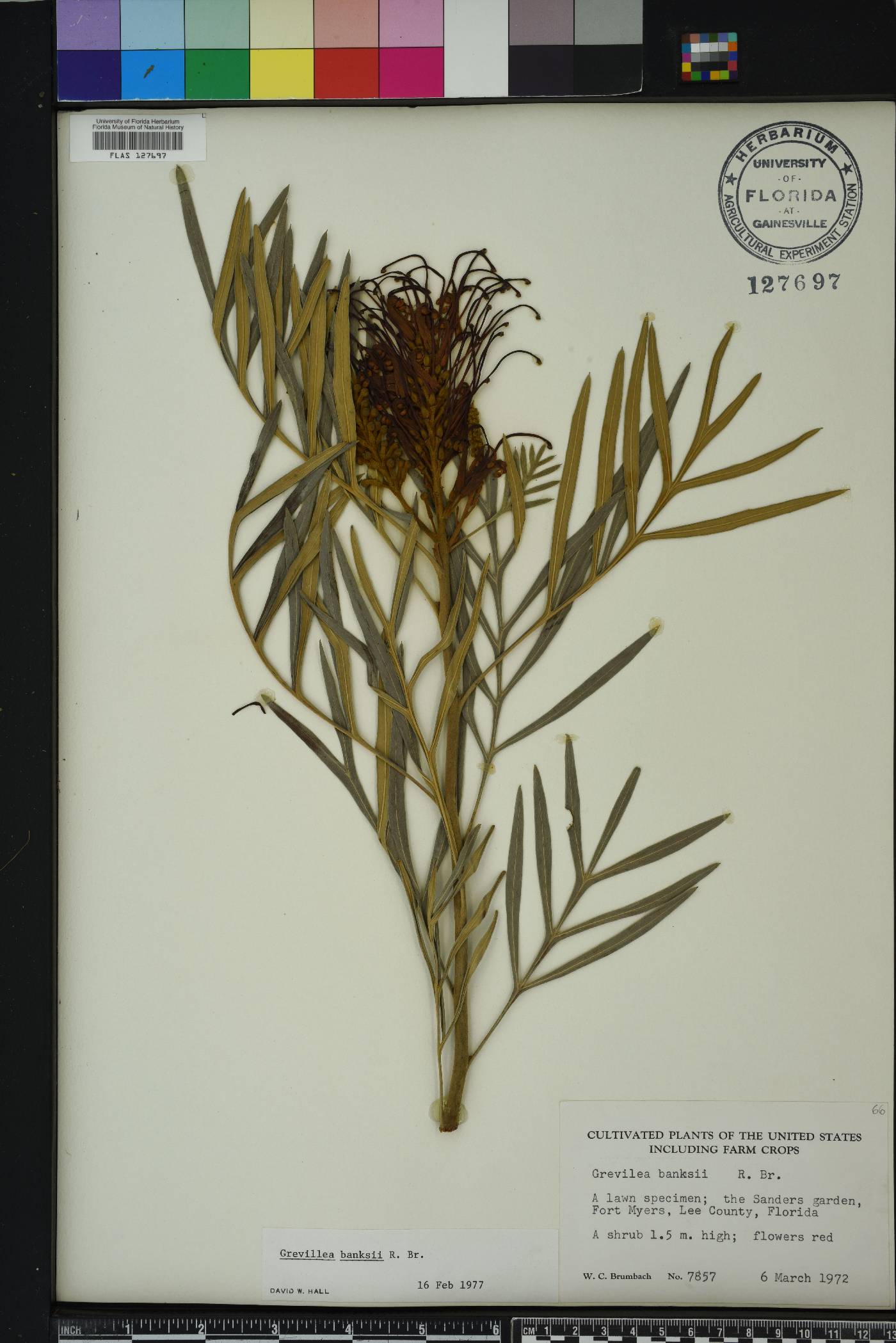 Grevillea banksii image