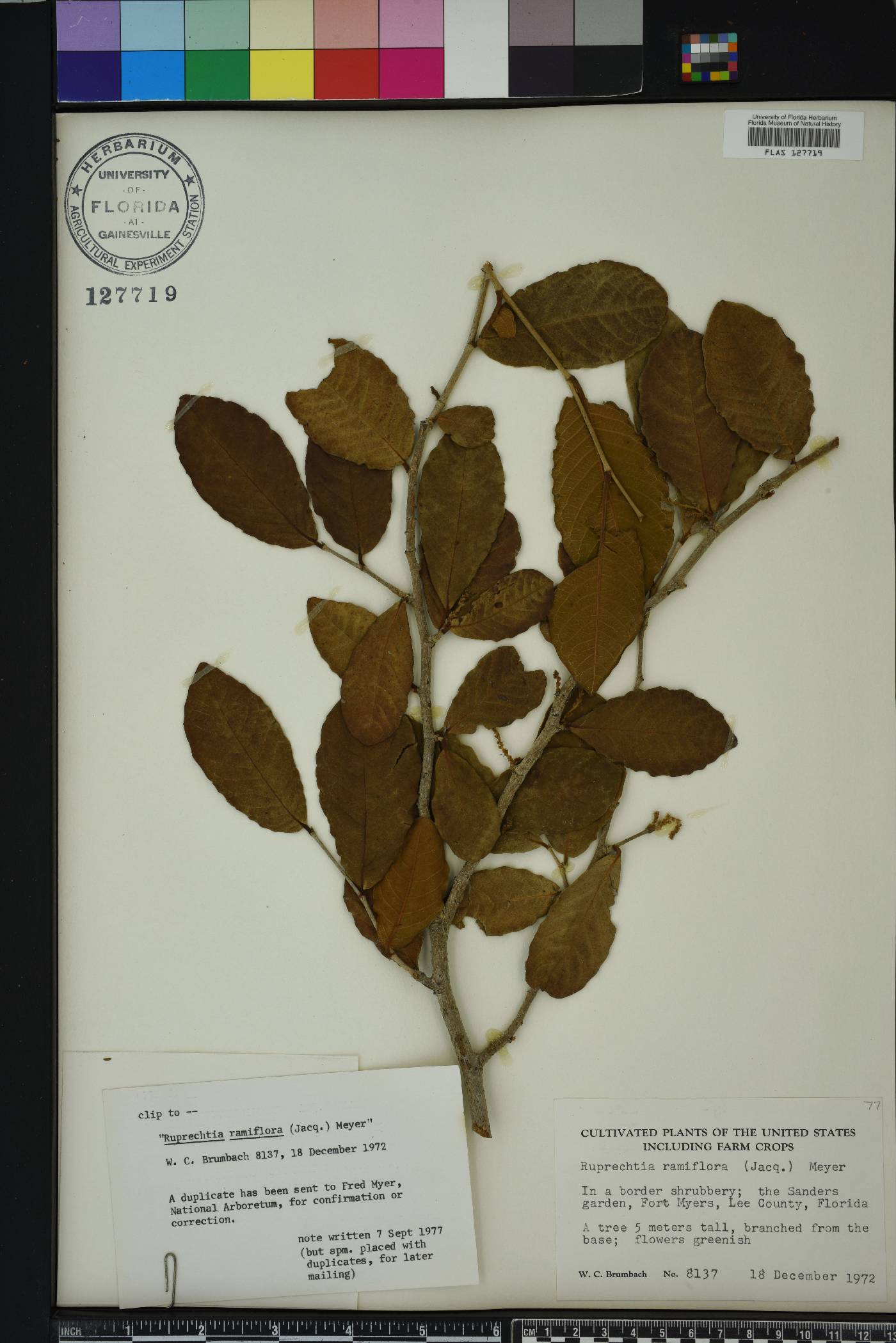 Ruprechtia image