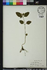 Scutellaria elliptica image