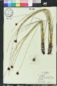 Schoenus nigricans image