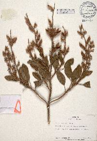 Lupinus diffusus image