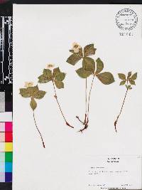 Cornus canadensis image