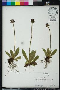 Hieracium aurantiacum image