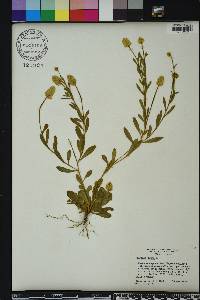 Polygala lutea image