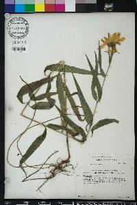 Helianthus strumosus image