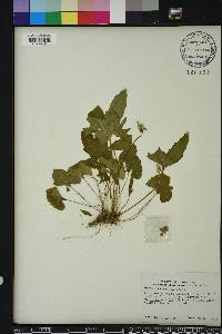 Viola septemloba image