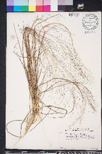 Eragrostis capillaris image