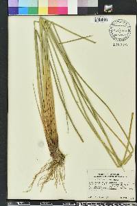 Juncus coriaceus image