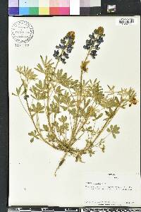 Lupinus texensis image