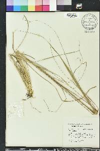 Sporobolus compositus image