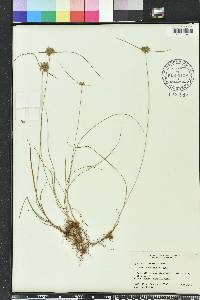 Cyperus filiculmis image