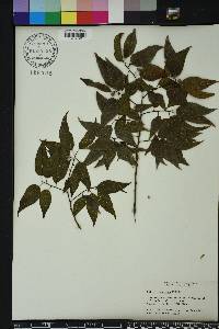 Celtis laevigata image