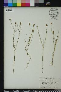 Polygala mariana image