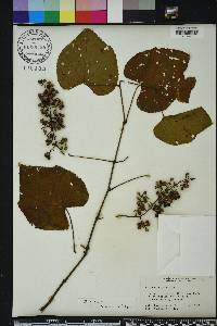 Vitis vulpina image