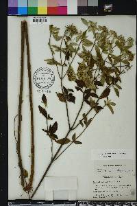 Pycnanthemum albescens image