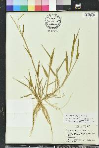 Urochloa platyphylla image