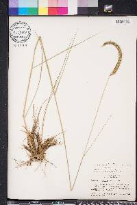 Ctenium aromaticum image