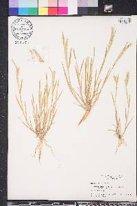 Hordeum pusillum image