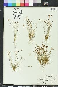 Bulbostylis barbata image