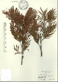 Acacia mearnsii image