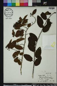 Berchemia scandens image