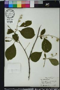 Styrax grandifolius image