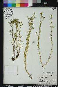 Polypremum procumbens image