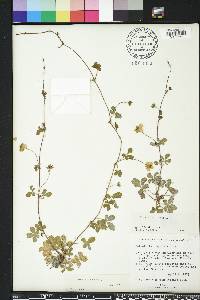 Potentilla reptans image