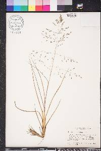 Eragrostis elliottii image