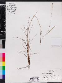 Schizachyrium tenerum image