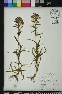 Castilleja indivisa image