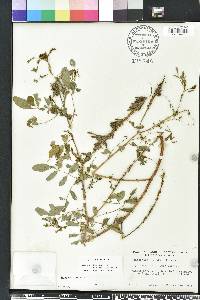 Indigofera hirsuta image