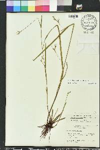 Scleria reticularis image