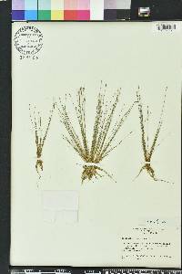 Eleocharis microcarpa image