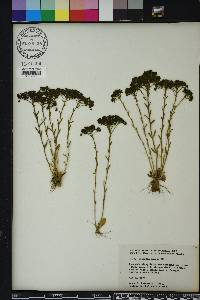 Polygala ramosa image