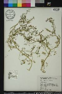 Fumaria officinalis image