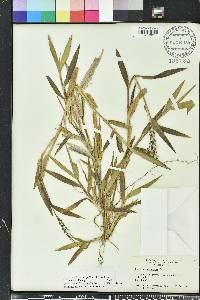 Urochloa adspersa image