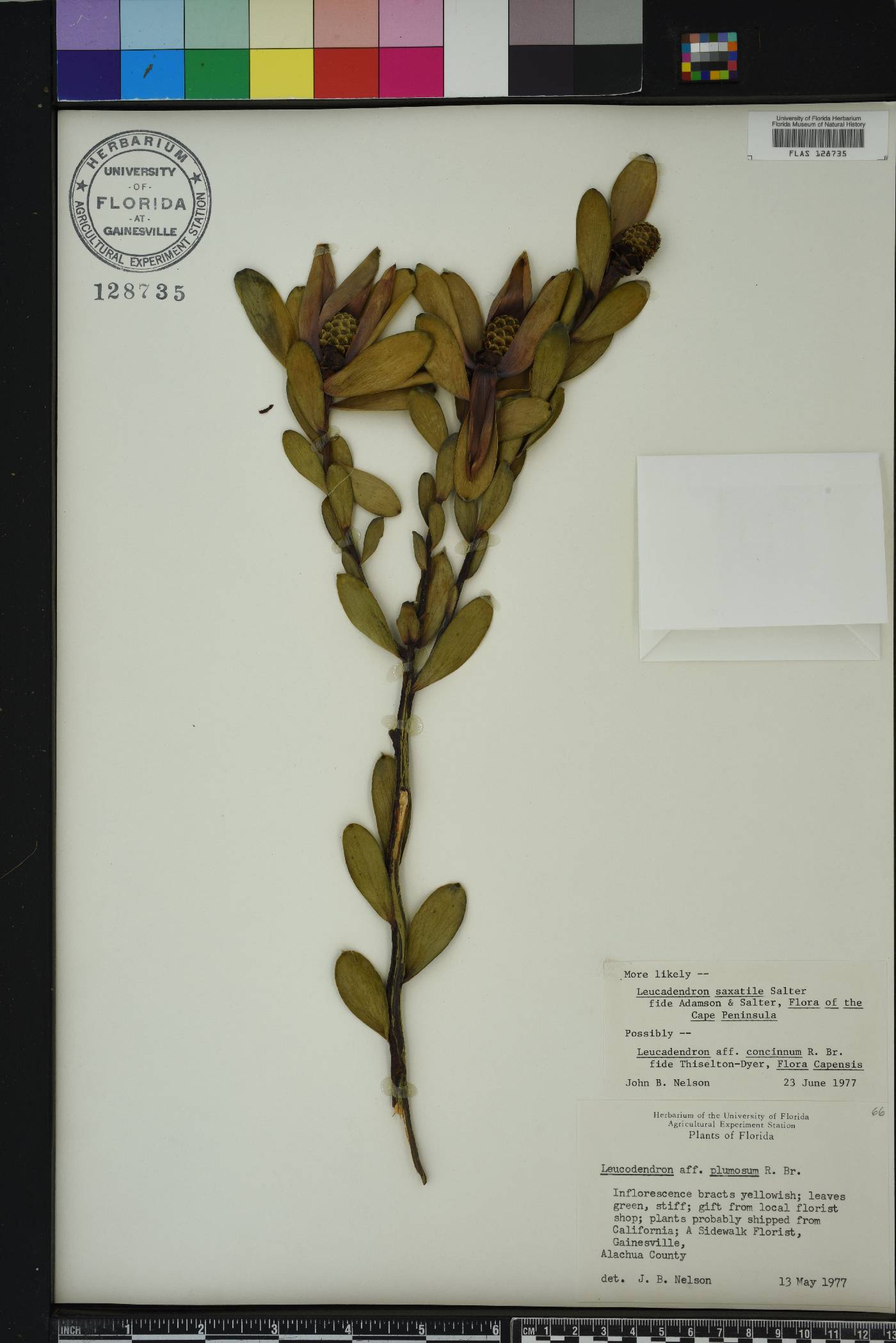 Leucadendron image