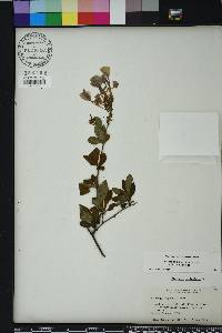 Plumbago auriculata image