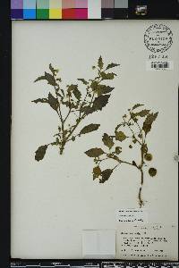 Physalis angulata image