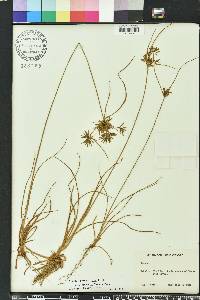 Cyperus polystachyos image