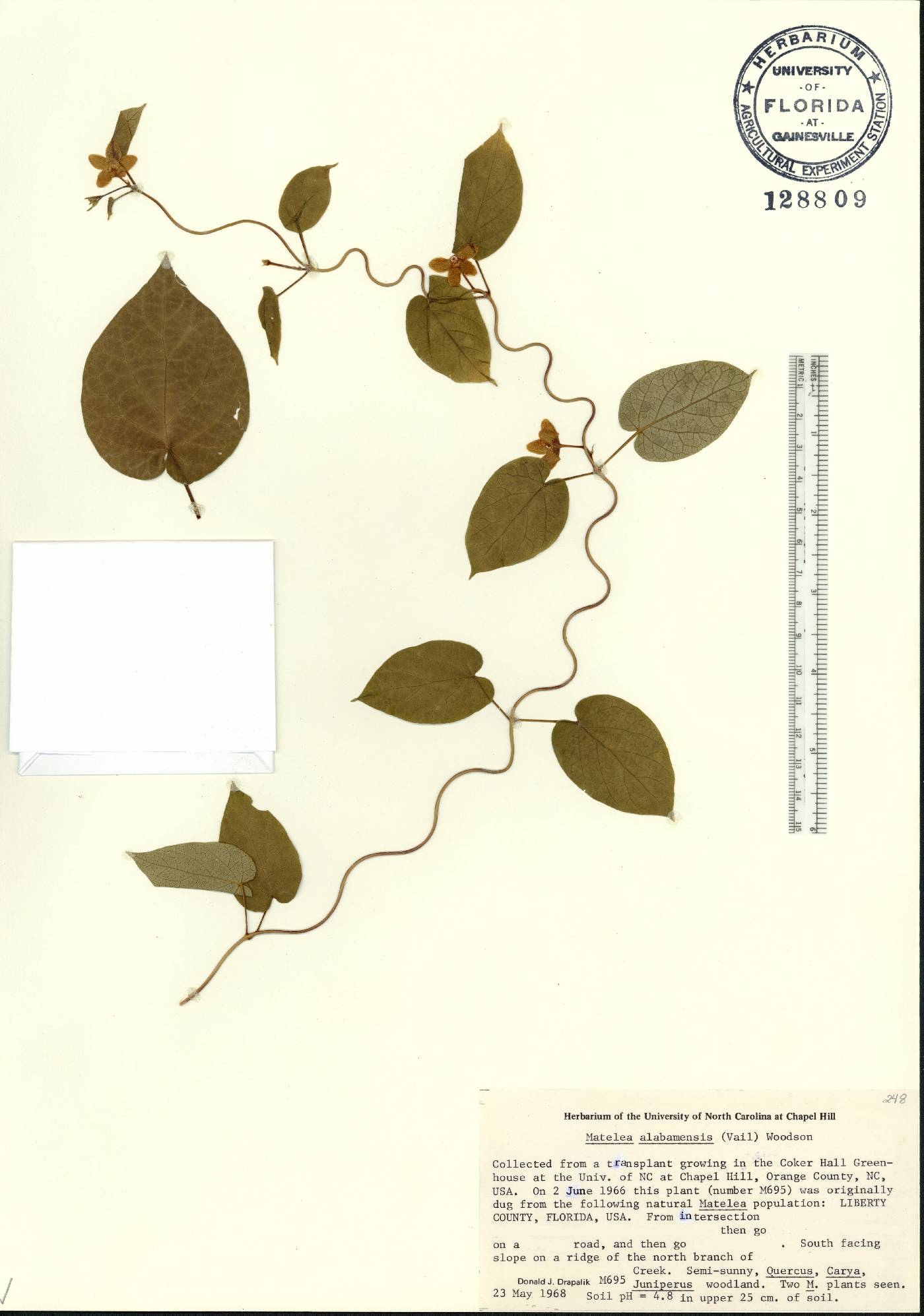 Matelea alabamensis image