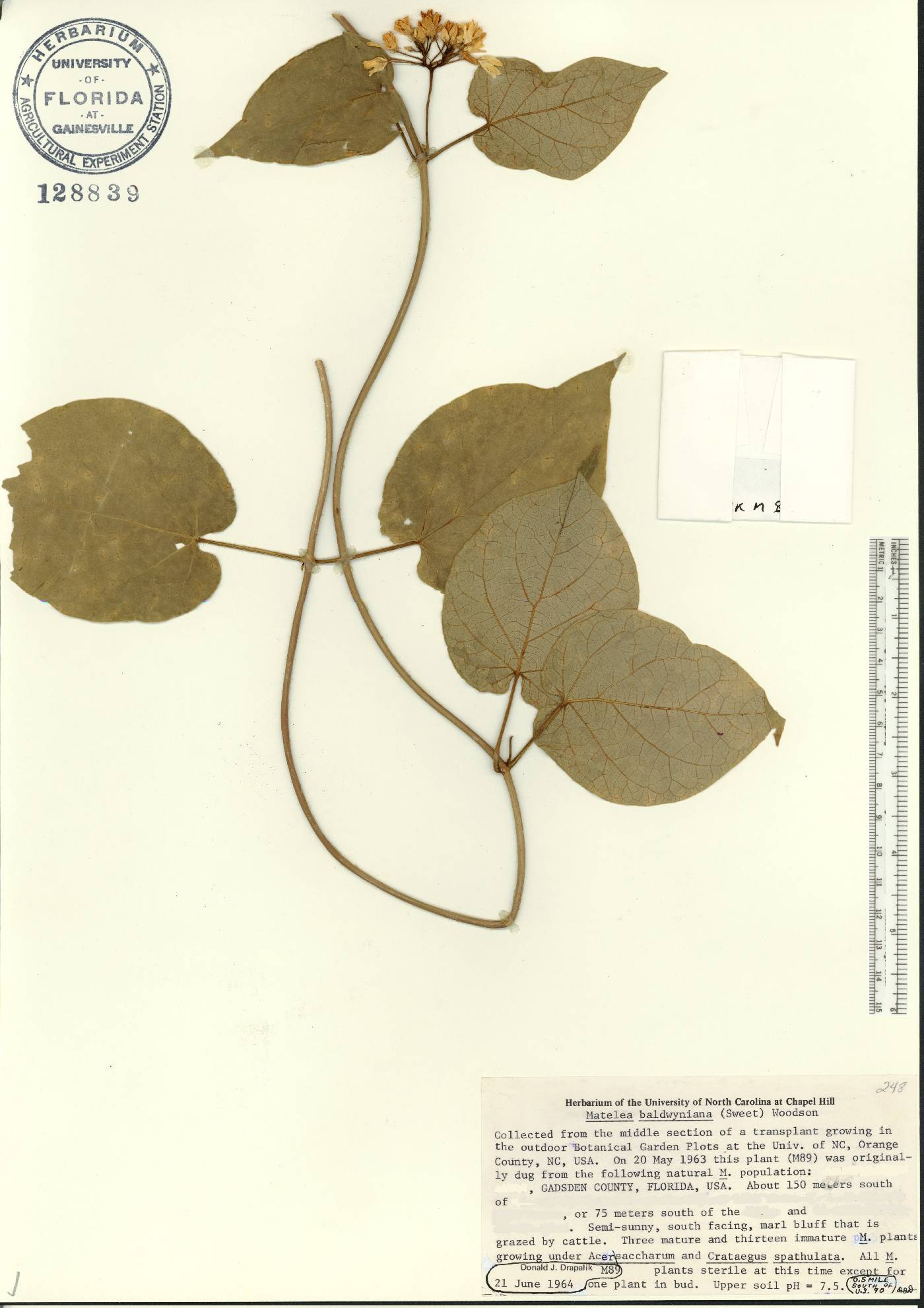 Matelea baldwyniana image