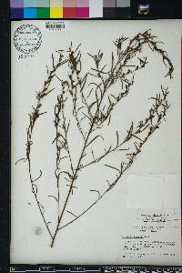 Ludwigia linearis image