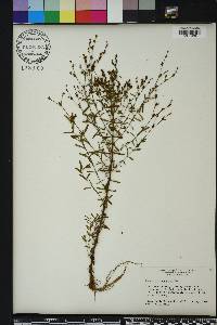 Hypericum canadense image