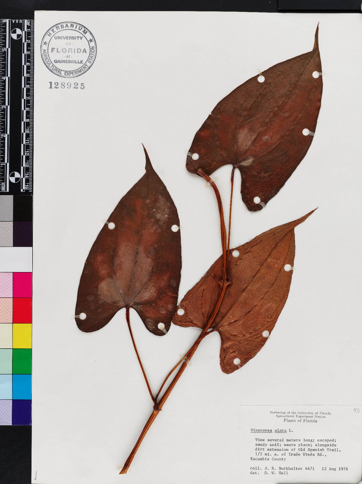 Dioscorea alata image